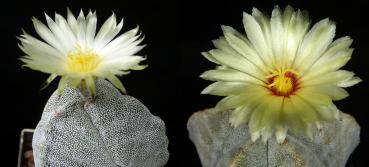 Mother and Father plant